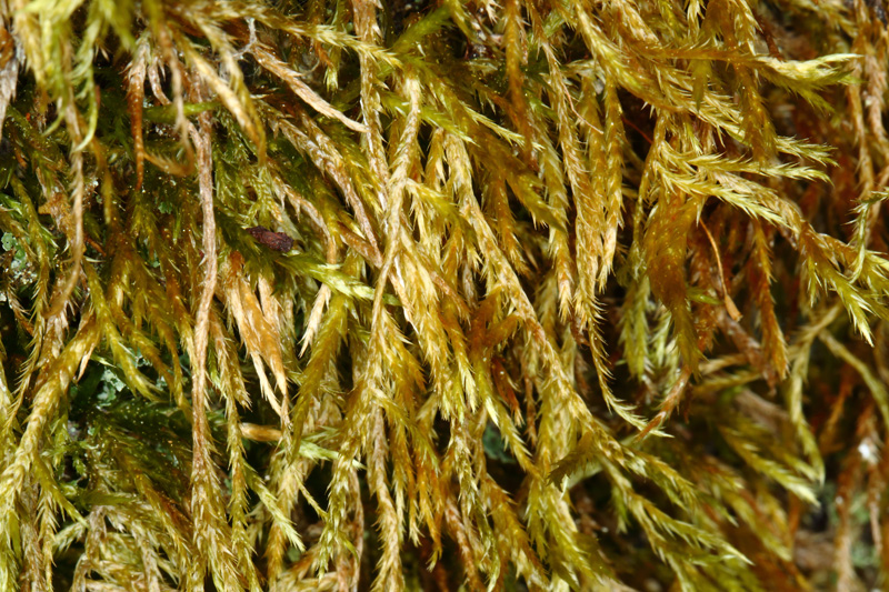 Callicladium haldanianum